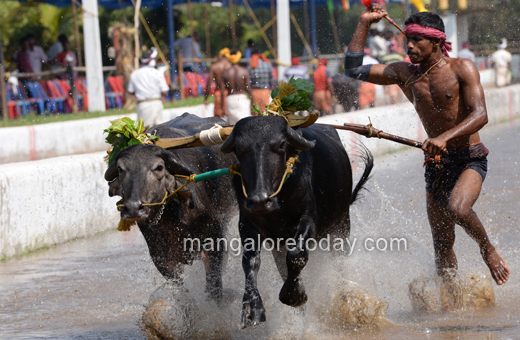 Devu Poonja Jodukare Kambala